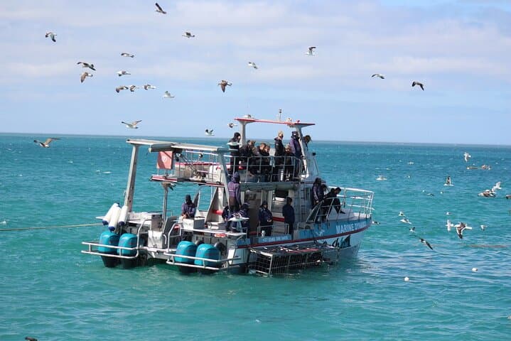 Gansbaai Shark Cage Diving from Hermanus — Shark Alley Day Trip photo 3