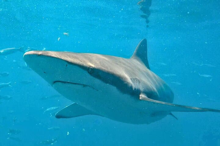 Gansbaai Shark Cage Diving from Hermanus — Shark Alley Day Trip photo 4