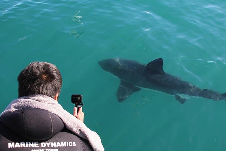 Gansbaai Shark Cage Diving from Hermanus — Shark Alley Day Trip photo 6