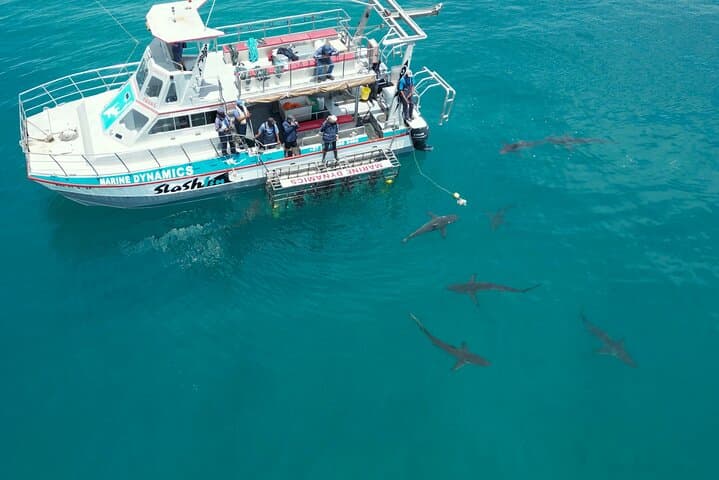 Shark Cage Diving from Cape Town: Gansbaai Great White Experience