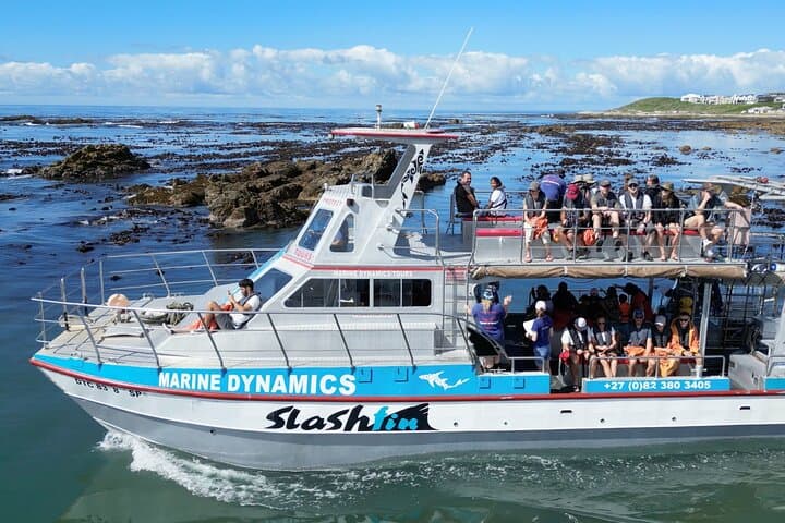 Shark Cage Diving from Cape Town: Gansbaai Great White Experience photo 2