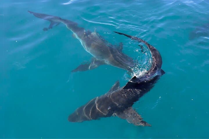 Shark Cage Diving from Cape Town: Gansbaai Great White Experience photo 4