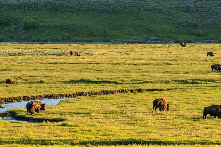 Yellowstone Self-Guided Audio Driving Tour — Drive, Listen, Explore the Park photo 5