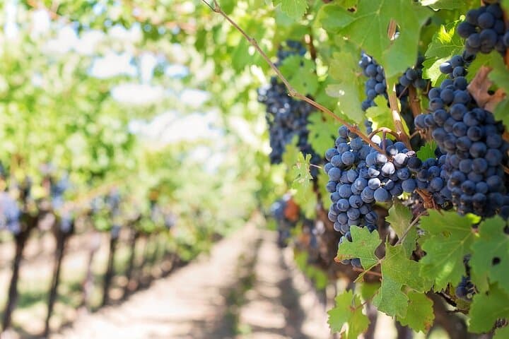 Etyek Wine Tour and Budapest Danube Evening Cruise — Private Day Trip photo 2