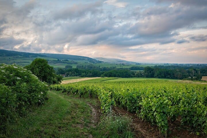 Etyek Wine Tour and Budapest Danube Evening Cruise — Private Day Trip photo 3
