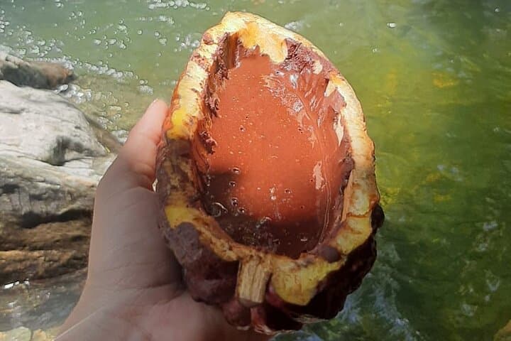 Chocolate Roads: Cacao Farm & Waterfall Day Trip from Medellín photo 5