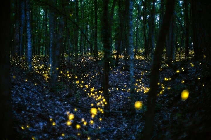 Fireflies, Batu Caves & Bukit Malawati: Full-Day Kuala Lumpur Nature and Culture Tour