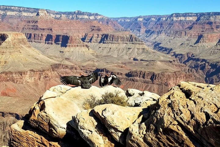Grand Canyon South Rim Sunset Tour with Dinner — Desert View Drive Highlights photo 5