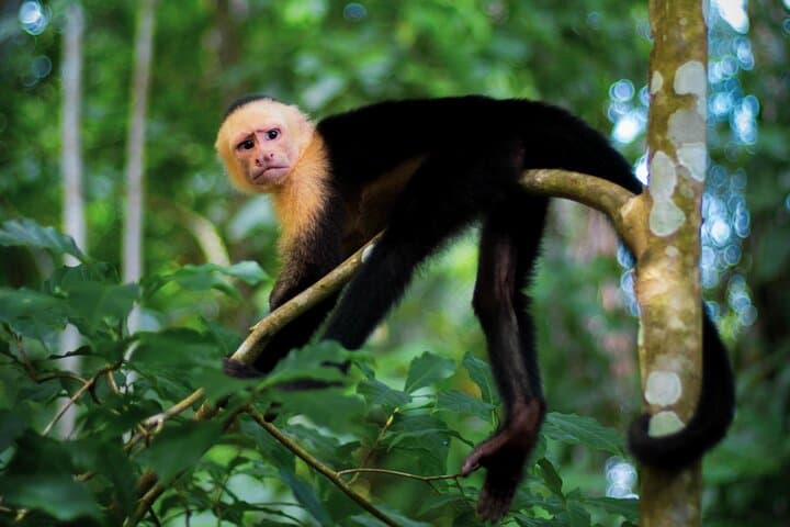 Jaco Beach Buggy Adventure: 2-Hour Jungle, Rivers & Waterfalls Tour photo 4