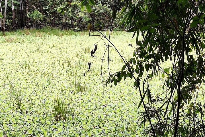 Amazon Untamed Expedition: 3-Day Pacaya Samiria Jungle Adventure photo 6