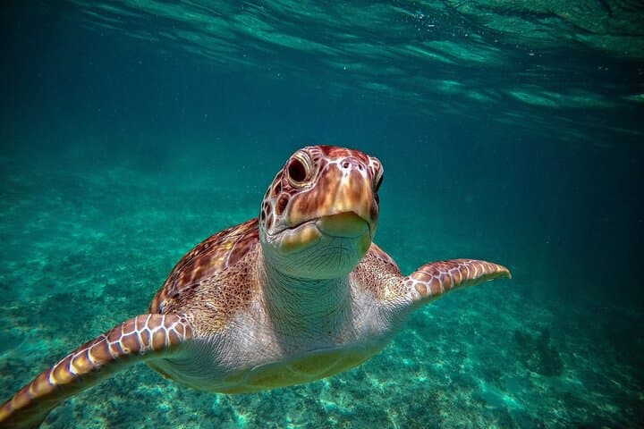 Akumal Turtle Snorkel & Cenote Jungle Adventure — Snorkel, Zipline, Rappel photo 4