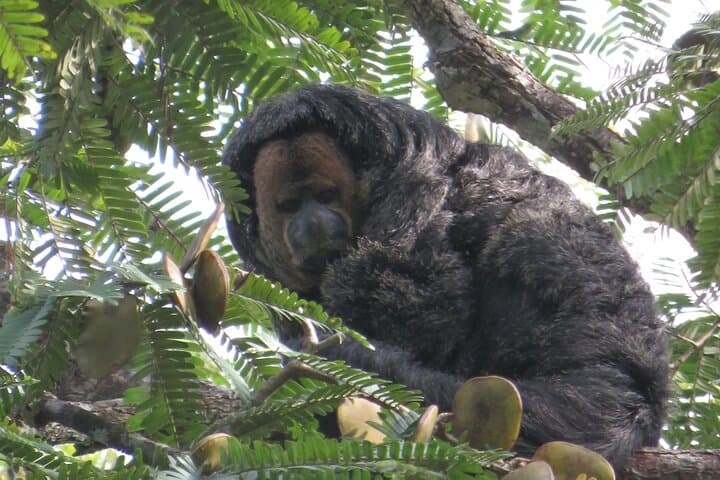 10-Day Dorado Lake Expedition — Pacaya Samiria Amazon Jungle Camping & Wildlife photo 6