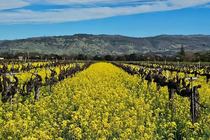 Private Sprinter Wine Tour of Napa Valley: Custom Tastings & Local Guides photo 4