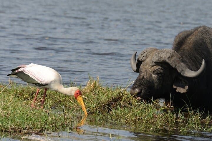 2-Day Chobe National Park Camping Safari — Overnight Game Drives & River Cruise photo 5
