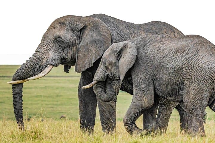 3-Day Masai Mara Safari: Big Five, Migration & Lake Nakuru photo 4