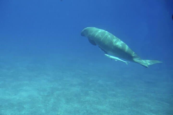 Hurghada Royal Submarine Cruise with Snorkel Stop: Red Sea Reef Viewing from Below photo 4