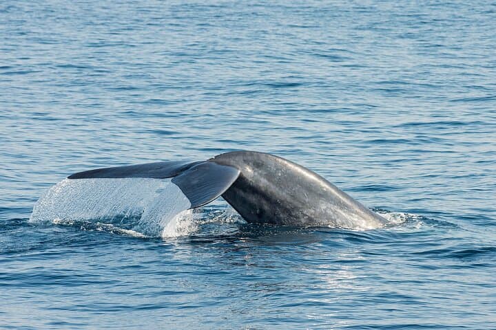 Great Whales Education Programme: Dolphins and Whales of Sri Lanka (Matara)
