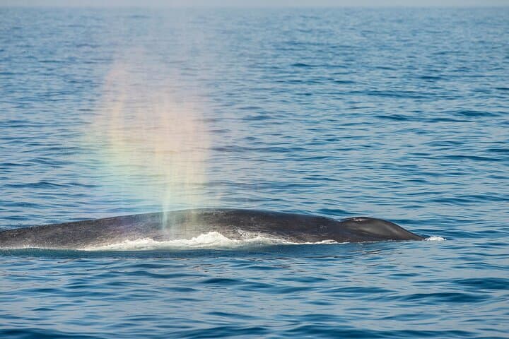 Great Whales Education Programme: Dolphins and Whales of Sri Lanka (Matara) photo 2