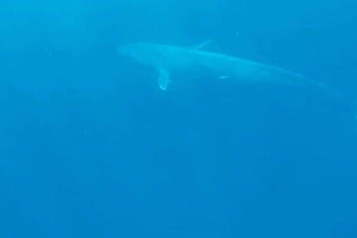 Great Whales Education Programme: Dolphins and Whales of Sri Lanka (Matara) photo 4