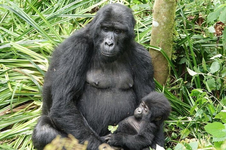 3-Day Gorilla Tracking in Bwindi National Park — Uganda Mountain Gorilla Safari photo 2