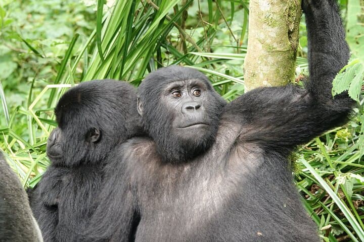 3-Day Gorilla Tracking in Bwindi National Park — Uganda Mountain Gorilla Safari photo 3