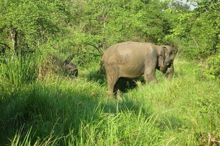 Jeep Safari to Minneriya National Park from Kandy — Wild Elephant Day Trip photo 3