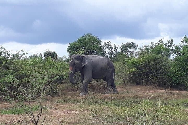 Jeep Safari to Minneriya National Park from Kandy — Wild Elephant Day Trip photo 4
