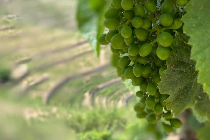 Private Douro Valley Day Trip from Porto with Rabelo Boat and Winery Visits photo 4