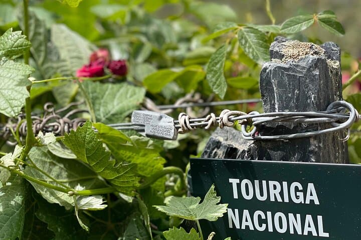 Private Douro Valley Day Trip from Porto with Rabelo Boat and Winery Visits photo 5