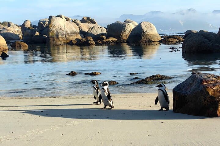 Cape Peninsula Tour: Full-Day Scenic Drive, Wildlife & Coastal Highlights from Cape Town photo 5