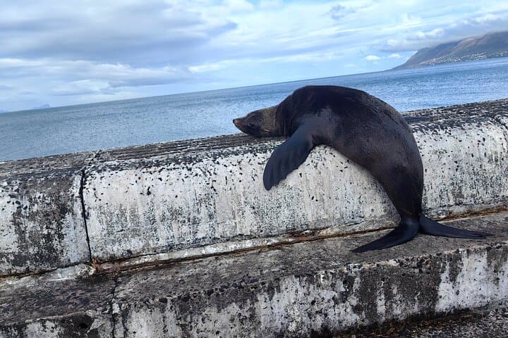 Cape Peninsula Tour: Full-Day Scenic Drive, Wildlife & Coastal Highlights from Cape Town photo 6