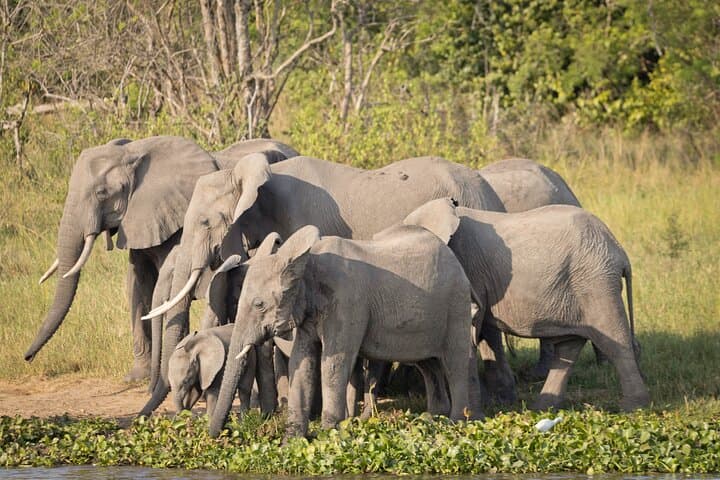 14-Day Private Uganda Safari: Gorillas, Chimpanzees & Great Lakes Expedition photo 3