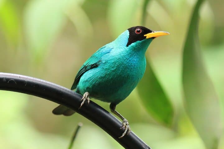 Birdwatching on Pipeline Road: Gamboa Discovery Center Day Trip photo 2
