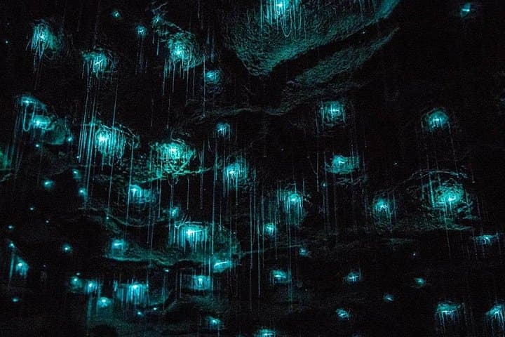 Waitomo Glowworm Caves & Hamilton Gardens Day Tour from Auckland — Guided Day Trip photo 3