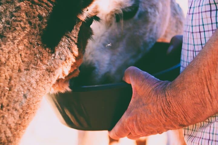 Alpaca Meet and Greet in Peterborough — Hands-On Farm Tour & Fibre Workshop photo 3