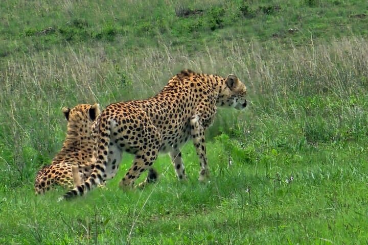 3-Day Maasai Mara Safari — Great Migration, Big Five & Black Rhino photo 6