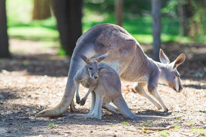 See Wild Kangaroos and Cruise Sydney Harbour: Private Morning Wildlife Tour