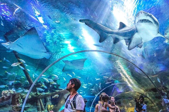 Walking Beneath the Sea: Aquaria KLCC Underwater Tunnel Experience