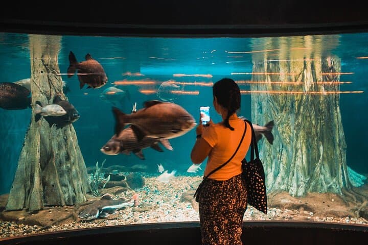 Walking Beneath the Sea: Aquaria KLCC Underwater Tunnel Experience photo 3
