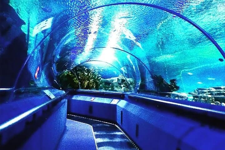 Walking Beneath the Sea: Aquaria KLCC Underwater Tunnel Experience photo 6