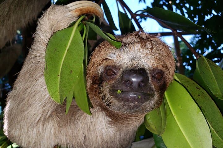 Roatán Monkey & Sloths Sanctuary and Sandbar Snorkel Adventure photo 5
