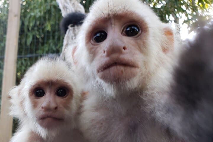 Roatán Monkey & Sloths Sanctuary and Sandbar Snorkel Adventure photo 6