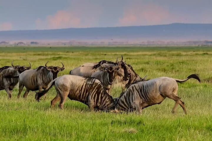 3-Day Private Safari to Tarangire, Ngorongoro & Lake Eyasi from Arusha photo 2