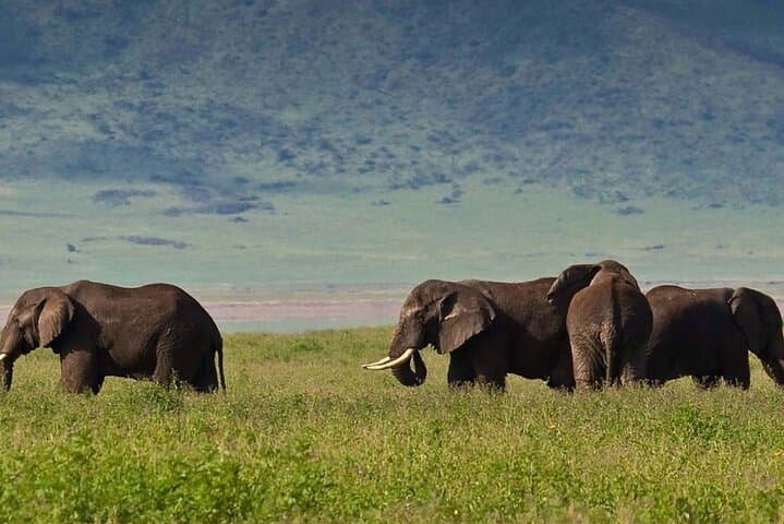 3-Day Private Safari to Tarangire, Ngorongoro & Lake Eyasi from Arusha photo 3