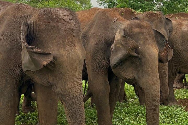 Udawalawe Half‑Day Private Jeep Safari — See Wild Elephants & Birdlife photo 4