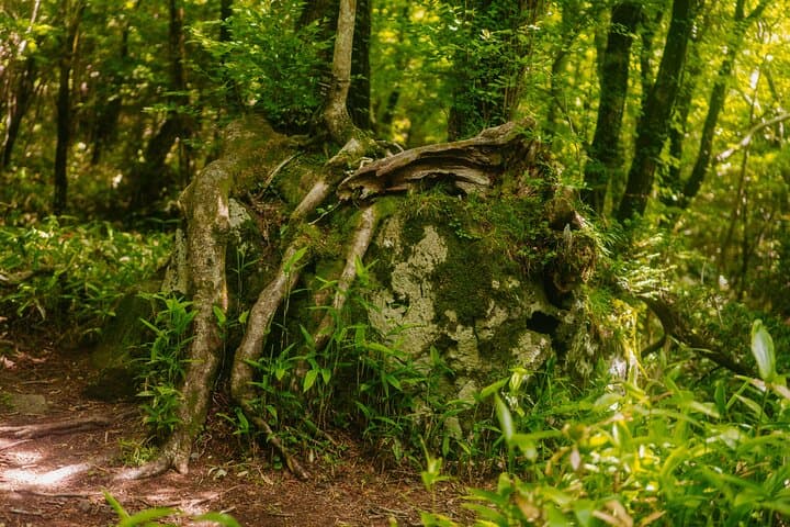 Healing South Jeju: Mt. Halla Hike, Jusangjeolli & Oedolgae Day Tour photo 5