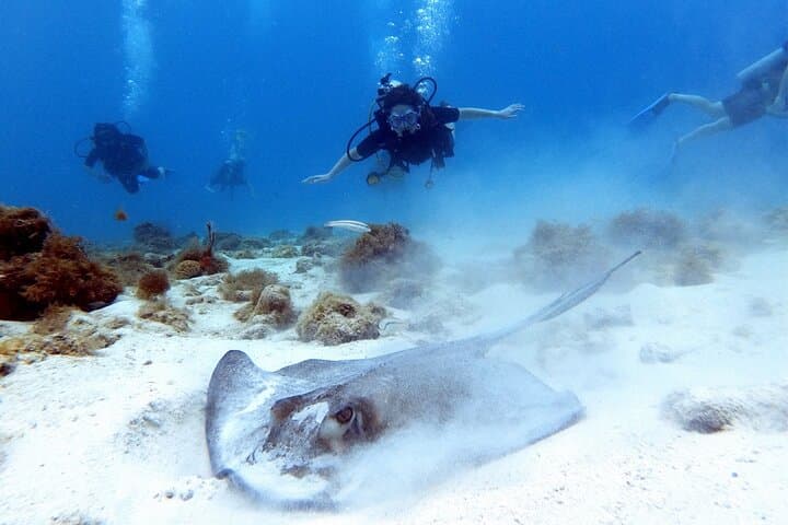 Private Aruba Scuba Dive with Photographer — Certified Divers Photo Experience