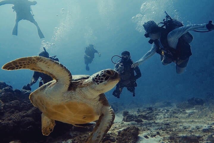 Private Aruba Scuba Dive with Photographer — Certified Divers Photo Experience photo 2