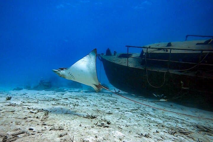 Private Aruba Scuba Dive with Photographer — Certified Divers Photo Experience photo 4