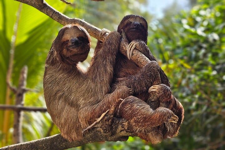 West Bay Beach & Monkey and Sloth Sanctuary Day Tour — Roatán Beach and Wildlife Excursion photo 2